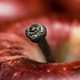 Image for article titled 10 Animal-Plant Mash-Ups That Would Be Unstoppable Killers